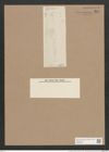 Navicula elliptica var. grandis Grun. (de-Toni-Nr.: Genus 1, Species 298) Zeichnungen Sammlung Grunow Nr. 687 (NHMW-BOT-W0367062)